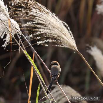 ススキ*の画像 by カモミールさん | 野草とモズと山野草と公園とススキ*と野鳥