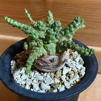 ユーフォルビア ブレビラマの投稿画像一覧 Greensnap グリーンスナップ