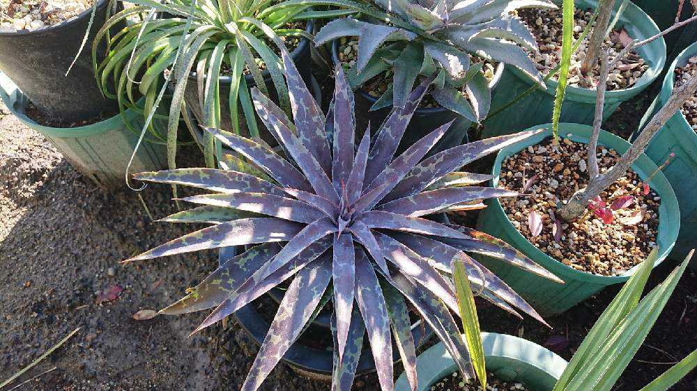 □畑レポート📝✒️12月 vol.2|🍀GreenSnap(グリーンスナップ) □畑レポート📝✒️12月 vol.2|🍀GreenSnap(グリーンスナップ)