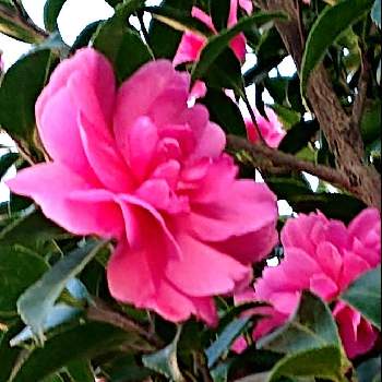 ピンクのサザンカの投稿画像一覧 Greensnap グリーンスナップ