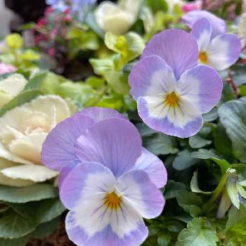 花ちゃん培養土の投稿画像一覧 Greensnap グリーンスナップ 花ちゃん培養土の投稿画像一覧 Greensnap グリーンスナップ