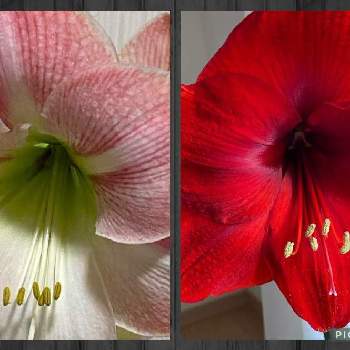 アマリリス レッドライオンの投稿画像一覧 Greensnap グリーンスナップ