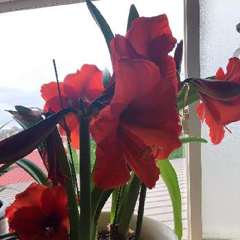実家の母の庭の画像 by ポリッピーさん | アマリリスといつもありがとう♡と実家の母の庭とお花は人を元気にすると赤い花とお花のある生活