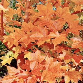 秋を感じての画像 by ミンちゃんさん | アマミカジカエデと花旅　in KYOTOと素敵な色合いと木いろいろと月曜日にビタミンカラーと秋を感じてと京都府立植物園と素敵と私好み♡