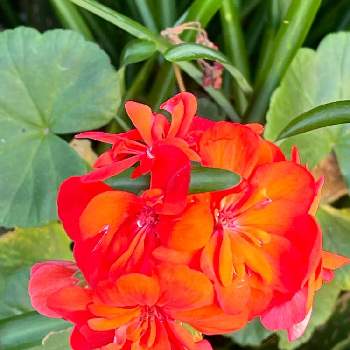 虫除けの投稿画像一覧 Greensnap グリーンスナップ