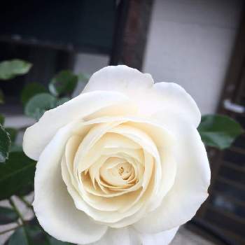 ファビュラス✨の画像 by あきこさん | 小さな庭とばら バラ 薔薇と毎日ローズショーとお家園芸と綺麗と真っ白と月曜日にはバラをと純白マニアと白バラとファビュラス✨