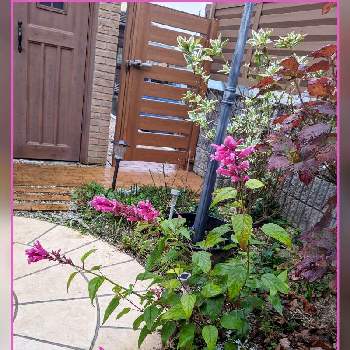 小物のざっかの画像 by なおちゃんさん | 小さな庭とローズセージと紫陽花とカリシアと小物のざっかとおうち園芸とガーデニングと花のある暮らしと地植えと庭の宿根草