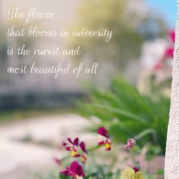 ヒューケラ エレクトラの画像 by Ray-foさん | 小さな庭とヒューケラ エレクトラとビオラ 太陽のアンジェとゼラニウムとカラーリーフと寄せ植えと冬に貴重な花と宿根と可愛いとガーデニングと花のある暮らしとお花好き