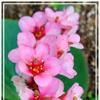 ヒマラヤ ユキノシタの投稿画像一覧 Greensnap グリーンスナップ