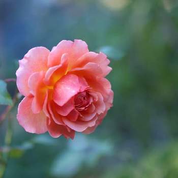 ✨バラの画像 by 伊豆野サクラさん | バラ　アルブレヒドデューラーローズと花のある暮らしと伊豆の庭と✨バラと月曜日には  バラを