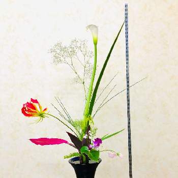 グロリオサ,かすみ草,カラー,シクラメン,生け花のある暮らしの画像