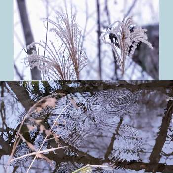 池♡の画像 by 秋草さん | 広い庭とススキと我が庭の野草たちと池♡と冬色✽とススキ✽と【額縁シリーズ】とニセコバンソウ✽