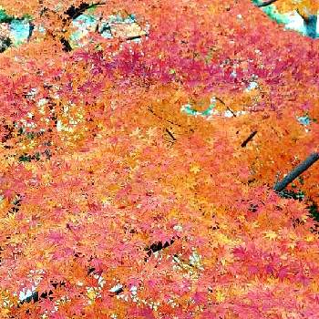 紅葉・黄葉の画像 by みいちゃんさん | お城のある街と綺麗な紅葉と紅葉（こうよう）と紅葉・黄葉と秋の色とあきと紅葉 黄葉