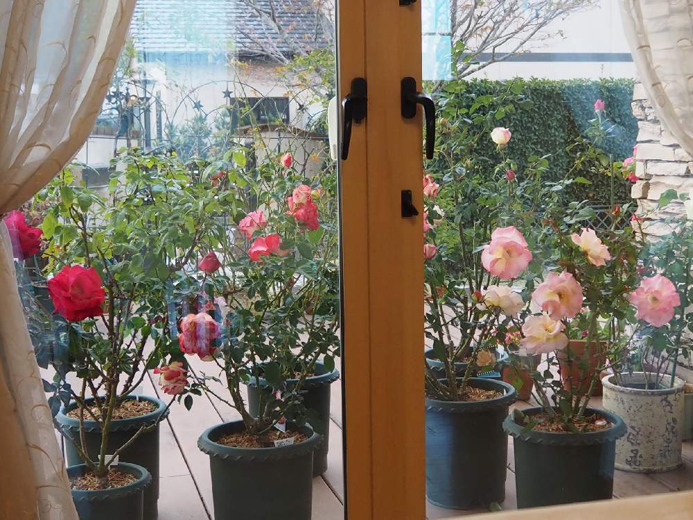 小さな庭の画像 by サクラコ❀︎*さん | 小さな庭といいね❤ありがとうとばら バラ 薔薇と癒されます♡とマイガーデンと熊本からと綺麗だね～♡と薔薇が好きと美しい✨✨と月曜日にはバラをと薔薇♪と庭の花たち**と綺麗♪