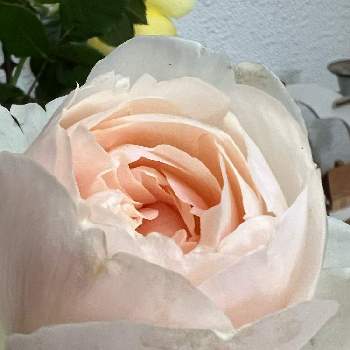 バラ リッチフィールドエンジェル の投稿画像一覧 Greensnap グリーンスナップ