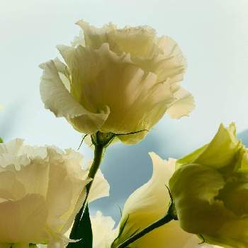 八重トルコききょうの投稿画像一覧 Greensnap グリーンスナップ