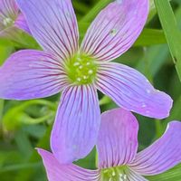 オキザリス,カタバミ,ムラサキカタバミ,山野草,カタバミ科の画像