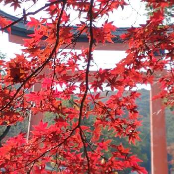 秋景色の画像 by hiroさん | 秋景色と医療関係者に感謝とJuneの会とコロナに負けるな‼️と宇佐八幡神宮の秋景色と大分♨️旅行