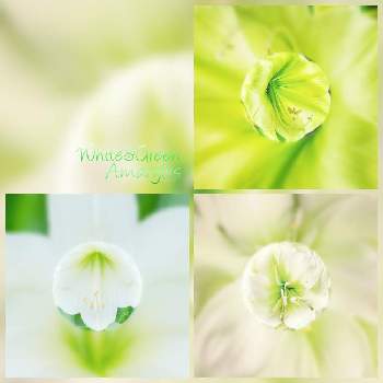 黄緑色の花の投稿画像一覧 Greensnap グリーンスナップ