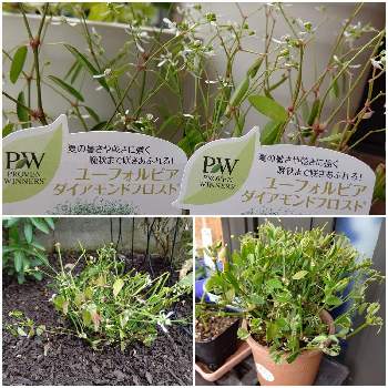 ユーフォルビアダイアモンドフロストの投稿画像一覧 Greensnap グリーンスナップ