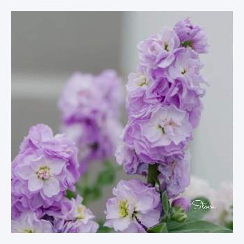 八重咲きストック♪の画像 by oharuさん | 八重咲きストックと寄せ植えと ストックと八重咲きストック♪と紫色のストック