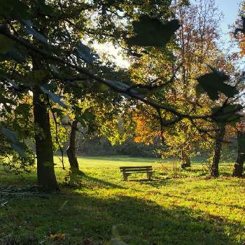 フランスの風景の画像 by きぃじーさん | お出かけ先と秋の色とフランスの風景とフランスの森