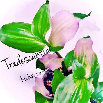 トラディスカンティア胡蝶の舞の画像 by shi815さん | 部屋とトラディスカンティア胡蝶の舞と観葉植物とグリーンのある暮らしといつもありがとう♡とお気に入り♡と植物大好きと斑入り。といやし♪