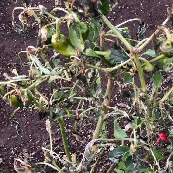 ピーマンの投稿画像一覧 Greensnap グリーンスナップ