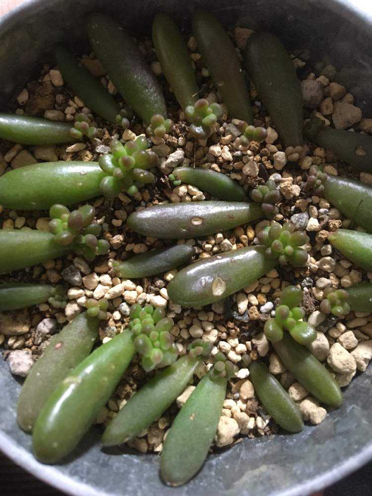 多肉植物　ホワイトワンダー ＋ 虹の玉 　 カット 葉挿し 多肉実験】虹の玉チャレンジ!!と半分葉挿しは育つのか？ - YouTube