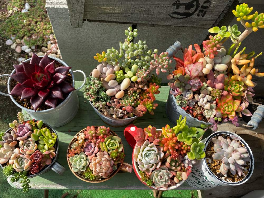 小さな庭の画像 by ユココさん | 小さな庭と多肉植物と多肉寄せ植えとかわいいな♡とGS日和