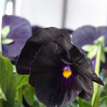 黒いお花の画像 by pekochanさん | お出かけ先とビオラ　ペニーブラックとホームセンターとビオラ♡と黒いお花