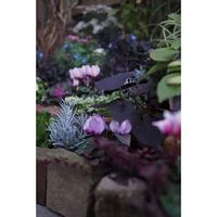 イポメア,OLY ED 75mm F1.8,OM-D E-M1Ⅱ,箱庭に咲く花12月,小さな庭の画像
