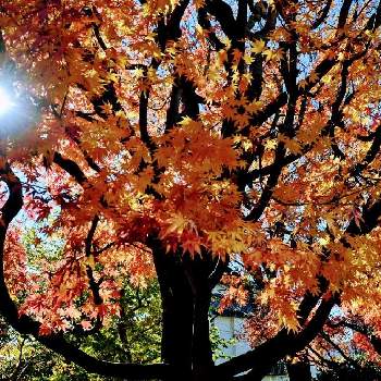 秋晴れの画像 by トッコさん | お出かけ先と 紅葉と山野草とお花大好きとJuneの会と散歩と秋晴れと青空