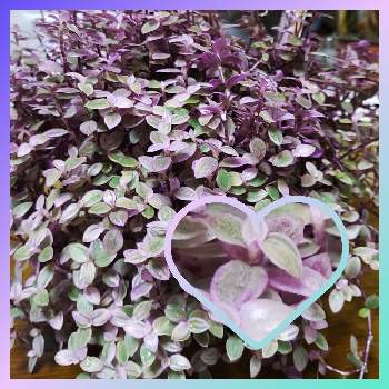 ピンクの葉っぱの投稿画像一覧 Greensnap グリーンスナップ