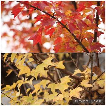 ウリカエデの画像 by いかみみさん | 広い庭とウリカエデと庭の木と紅葉（こうよう）と黄葉