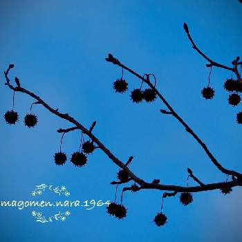 ドライフラワー素材の投稿画像一覧 Greensnap グリーンスナップ