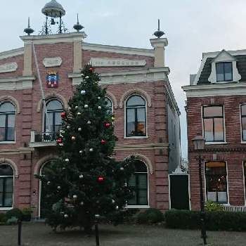 オランダの画像 by Lunaさん | お出かけ先と寒さに負けないとオランダとクリスマスデコレーションともみの木。と自然派と冬を楽しむと近所と季節感と道端とお散歩と加工なしとクリスマス