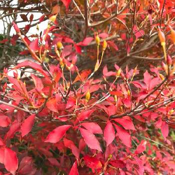 ドウダンツツジの紅葉の画像 by はじっコぐらしさん | ドウダンツツジの紅葉と広い庭☘️と真っ赤な火曜日