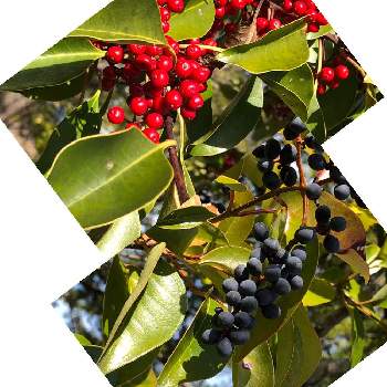 可愛い樹木の画像 by Cimarronさん | お出かけ先とクロガネモチの実とトウネズミモチの実と赤い実❤️と黒い果実と可愛い樹木