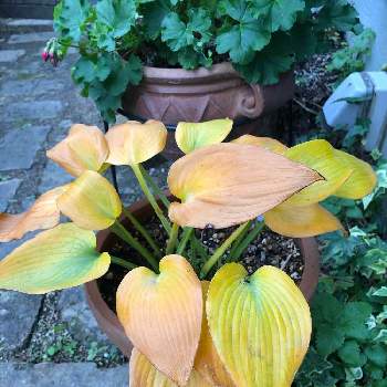 ホスタ ハルシオンの投稿画像一覧 Greensnap グリーンスナップ