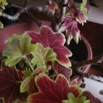 紅葉葉ゼラニウムの画像 by くまさん | 玄関と紅葉葉ゼラニウムと癒し…♡と開花を待つと挿し木っ子