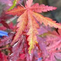 イロハモミジ,花壇,ガーデニング,庭木,山野草の画像