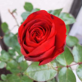バラ・ティアーモの画像 by とも☆彡さん | 小さな庭とばら バラ 薔薇と真っ赤な火曜日とバラ・ティアーモ