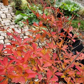 ドウダンツツジの紅葉の画像 by keiraさん | ドウダンツツジとにわとドウダンツツジの紅葉と赤い葉っぱと春への準備