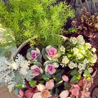 アリッサム,シロタエギク,ハボタン,アイビー,アスパラガスの画像