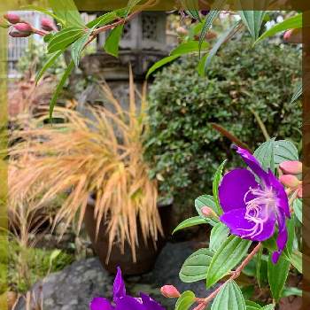 庭景色の画像 by 美野美谷さん | 広い庭と和の庭と庭景色と季節の巡り・二十四節気と野ボタンの花