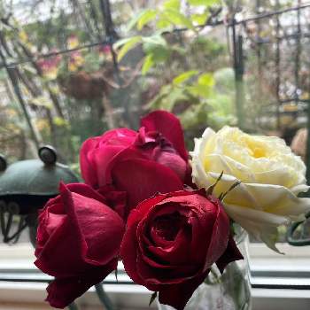 バラ パローレの投稿画像一覧 Greensnap グリーンスナップ