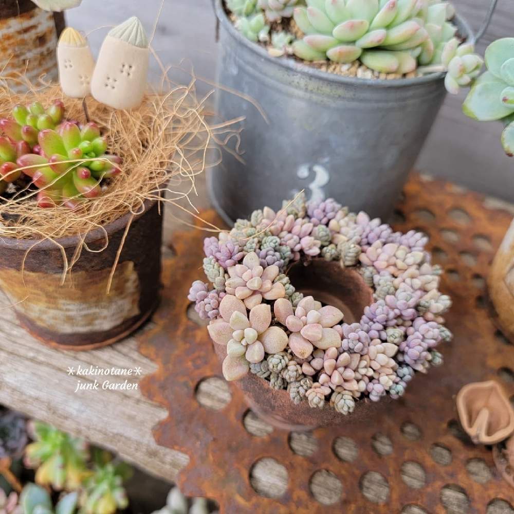 小さな寄せ植え♪姫秀麗 小さな寄せ植え♪姫秀麗