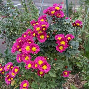 キク科の花の画像 by もぐjuhさん | 広い庭と赤色の花とプランターと花色とキク科の花とお顔がこんにちはとGoogle Pixel5と花いろいろと君も花が好きなのかと葉っぱ