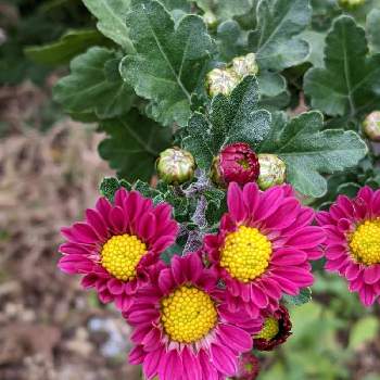 キク科の花の画像 by もぐjuhさん | 広い庭と赤色の花とプランターと花色とキク科の花と葉っぱとお顔がこんにちはとGoogle Pixel5と花いろいろと君も花が好きなのか